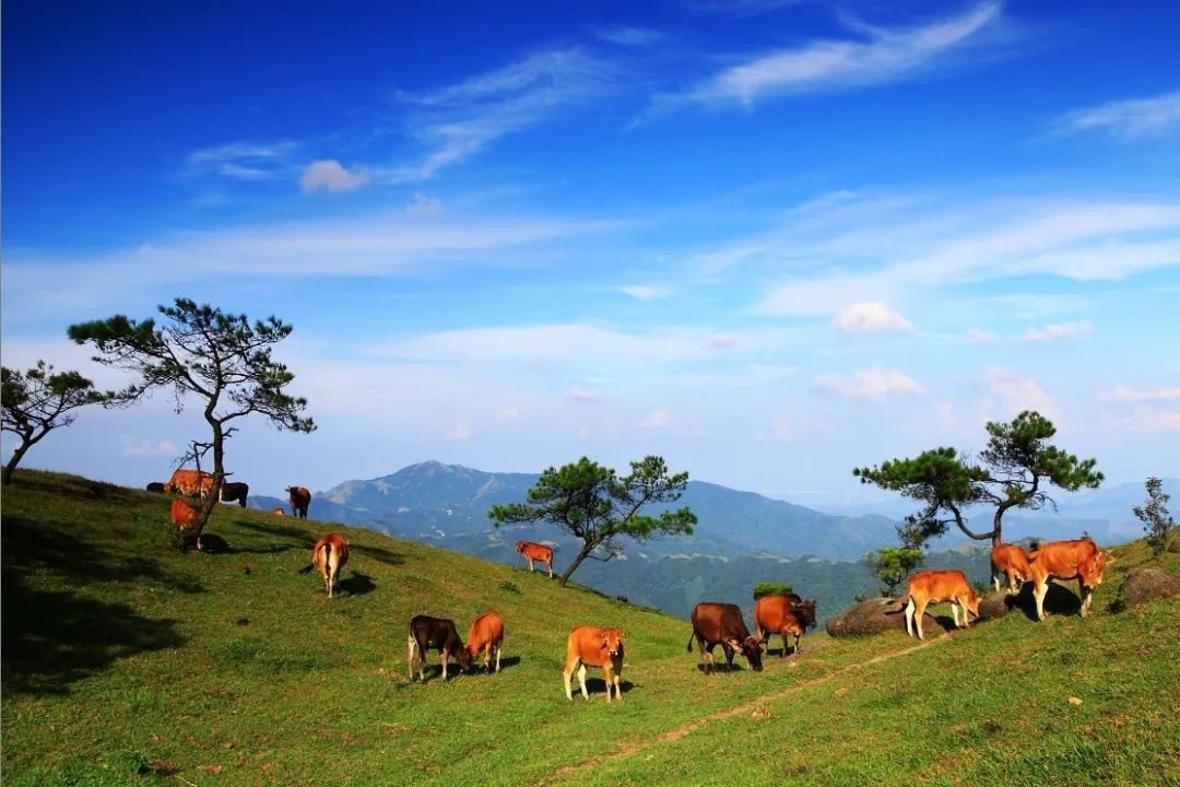 八排山