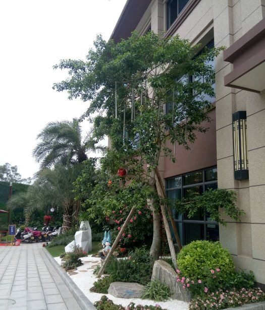 罗定碧桂园实景