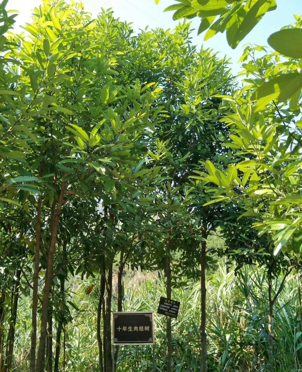 榃滨肉桂主题公园